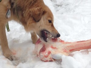 Frischer Knochen samt Knorpel dürfte für viele Hunde ein Fest sein