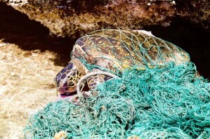Alte Fischernetze aus Nylonfasern sind für viele Meerestiere oft tödlich.