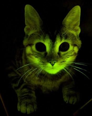 Die transgene Katze fluoresziert unter Blaulicht.