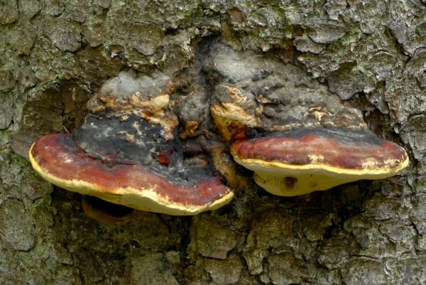 Auch die Bäume zeigen Flagge mit schwarz-rot-gold gefärbten Baumpilzen. (Es könnte sich um den Rotrandigen Baumschwamm Fomitopsis pinicola handeln.)