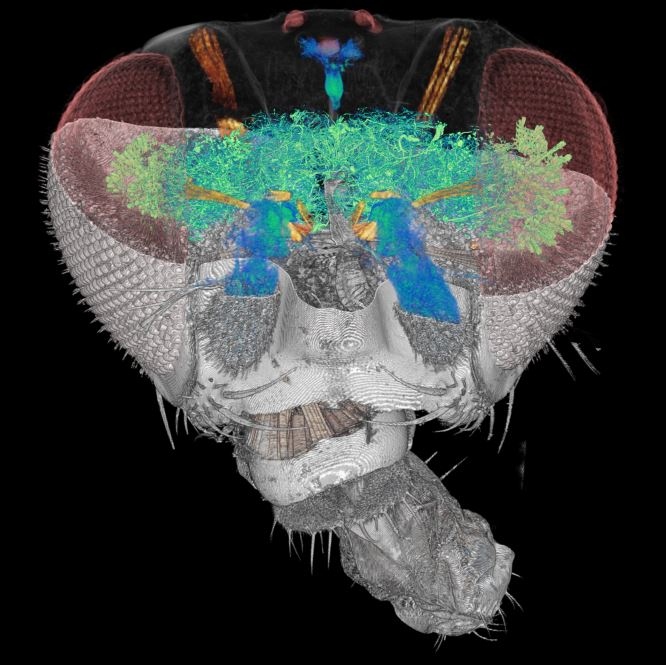 Zweitplatzierter des BMC Fotowettbewerbs „Research in progress“ ist An-Lun Chin (Brain Research Center, National Tsing Hua University, Taiwan). Das Foto zeigt einen Blick in den Kopf der Taufliege Drosophila melanogaster, eine 3D-Rekonstruktion mit Hilfe der Synchrotron-Röntgentomographie (Nervenzellen: blau bis grün). Die Siegerfotos werden in einem Blog (https://bit.ly/2SAc9vk) vorgestellt.