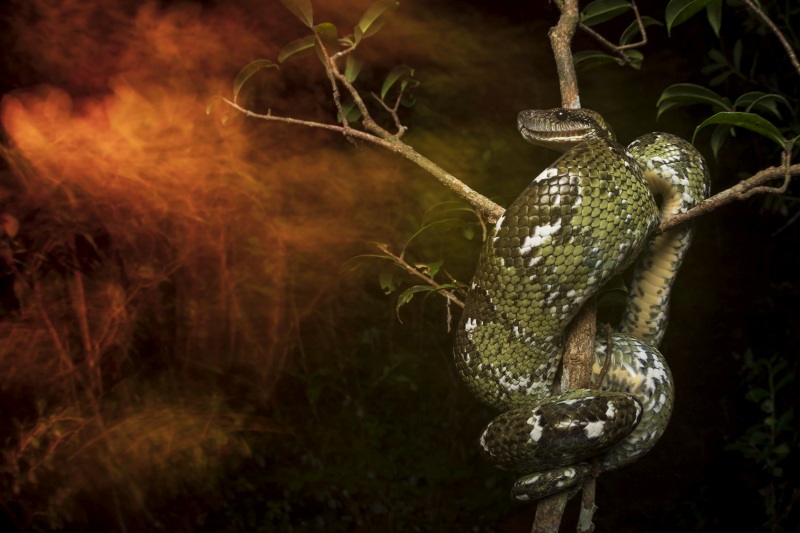 Gesamtsieger des Fotowettbewerbs 'Capturing Ecology' der British Ecological Society 2019 ist Roberto García Roa von der University of Valencia mit seinem Bild „Red night“. Es zeigt eine Madagaskar-Hundskopfboa (Sanzinia madagascariensis), eine nicht giftige Schlange, die nur auf Madagaskar vorkommt und von Wilderern und Feuern bedroht ist.