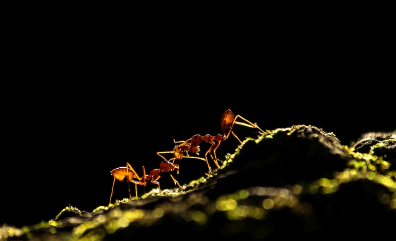 Zweitplatzierter des Fotowettbewerbs 'Capturing Ecology' der British Ecological Society 2020 ist Upamanyu Chakraborty mit dem Bild „Ameisengeschichte“. Es zeigt zwei indische Weberameisen (Gattung: (Oecophylla), die ein junges Mitglied ihrer Kolonie in Sicherheit bringen.