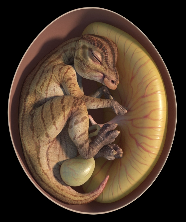 Sieger in der Kategorie „Paläoökologie“ des Fotowettbewerbs „BMC Ecology and Evolution Image Competition 2023“ ist das Bild eines Embryos eines Hadrosauriers – auch „Entenschnabelsaurier“ genannt – in einem 66 bis 72 Millionen Jahre alten fossilen Ei (eingereicht von Jordan Mallon vom Canadian Museum of Nature, digitale Rekonstruktion: Wenyu Ren, https://www.biomedcentral.com/articles/10.1186/s12862-023-02141-x)