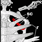 Vergleich der Skelette von Maus, Huhn und Schildkröte - das Schulterblatt, die Scapula, ist rot