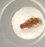 Paarungsverhalten bei Drosophila