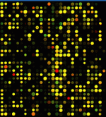 Gen-Chip zur Messung von Genaktivitäten