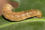 Raupen von Eulenfaltern und Zünslern produzieren den Kot für die Insektentees. (Abgebildet ist eine Raupe der Achateule Phlogophora meticulosa.)