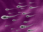Nur völlig intakte und optimal bewegliche Spermien haben eine Chance, ihr Ziel zu erreichen.