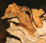 Künstlerische Darstellung von Nimbacinus dicksoni, der im mittleren Miozän lebte