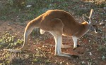 Das Rote Riesenkänguru nutzt beim Grasen seinen Schwanz als fünftes Bein.