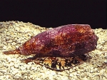 Die nachtaktive Meeresschnecke Conus geographus erbeutet kleine Fische, die erst verschluckt und dann durch Gift getötet werden.