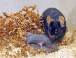Die Gehirnentwicklung neugeborener Mäuse hängt auch von einem Pheromon ab, das der Vater vor der Begattung freigesetzt hat.