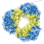 Molekülstruktur des Toxin-Antitoxin-Systems (MbcT-Moleküle = blau, MbcA-Moleküle = gelb)
