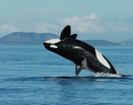 Großer Schwertwal (Orcinus orca), Alter 72 Jahre