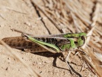 Europäische Wanderheuschrecken (Locusta migratoria) sind in der solitären Lebensphase grün und in der Schwarmphase bräunlich gefärbt.