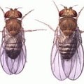 Männliche (links) und weibliche Taufliege (Drosophila melanogaster)