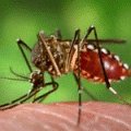 Weibliche Gelbfiebermücke (Aedes aegypti)