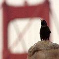 Trällernder Star vor der Golden Gate Bridge in San Francisco.