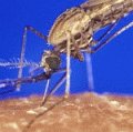 Überträger des Malaria-Erregers, die Anopheles-Stechmücke, beim Blutsaugen