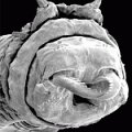 Der Kopf des Grünen Meerringelwurms Nereis virens unter dem Mikroskop