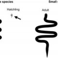 Die Jungen großer Schlangenarten (links) sind im Vergleich zum ausgewachsenen Tier deutlich kleiner als der Nachwuchs kleiner Schlangen (rechts)