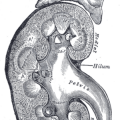 Lithographie einer Niere