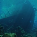 Dieses Schiffswrack unterstützt die Invasion von Seeanamonen, die Korallenbiotope zerstören