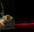 Der rot fluoreszierende Schleimfisch Enneapterygius pusillus