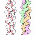 Zwei Modelle der Kollagen-Tripelhelix