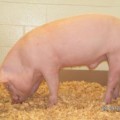 Schwein mit der Erbkrankheit Mukoviszidose
