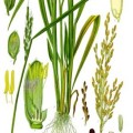 Reispflanze (Oryza sativa)