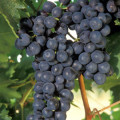 Die Schalen der roten Weintrauben enthalten gesundheitsfördernde Stoffe