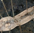 Regenwurm der Gattung Lumbricus auf dem Seziertisch