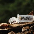 Eine Kochsalzlösung (NaCl) lockt Ameisen an, die im Landesinneren leben