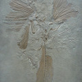 Archaeopteryx konnte vermutlich noch weit besser riechen als die meisten heute lebenden Vögel