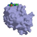 3D-Modell des prostataspezifischen Antigens (PSA)
