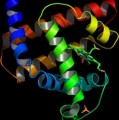 Modell der räumlichen Struktur eines Proteins (Myoglobin)