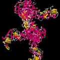 Molekülmodell des Enzyms Dicer