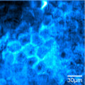 Gestreutes Laserlicht lässt Biomoleküle leuchten