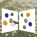 Honigbienen können die Anzahl von bis zu vier Objekte sicher wahrnehmen