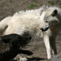 Während schwarze Wölfe eher in den Wäldern vorkommen, dominieren helle in der Tundra