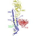 H5-Hämagglutinin (HA1 + HA2, gelb + blau) mit gebundenem Antikörper (F10, rot)