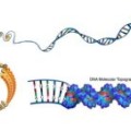 Vom Chromosom zur Doppelhelix: Organisationsstufen der DNA