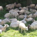 Wo alle sind, da will man auch hin. Das gilt für Schafe ebenso wie für Menschen. Bei Letzteren zeigt sich dieser Drang schon ab etwa drei oder vier Jahren.