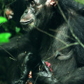 Die Schimpansendame Isha mit einem Stück Fleisch, dass sie von einem Verehrer bekommen hat