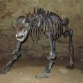 Rekonstruiertes Höhlenbär-Skelett in der Teufelshöhle bei Pottenstein