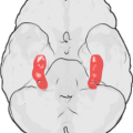 Der Hippocampus kommt genau genommen zweimal im Gehirn vor, nämlich in jeder Gehirnhälfte. Die Hippocampi sitzen jeweils im Temporallappen und gehören zu den evolutionär ältesten Strukturen des Gehirns. 