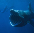 Der Riesenhai ist der zweitgrößte Fisch der Weltmeere, nur der Walhai wird noch größer und schwerer