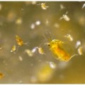 Kleinkrebse wie etwa Wasserflöhe können als Fresskonkurrenten Mückenlarven in Schach halten